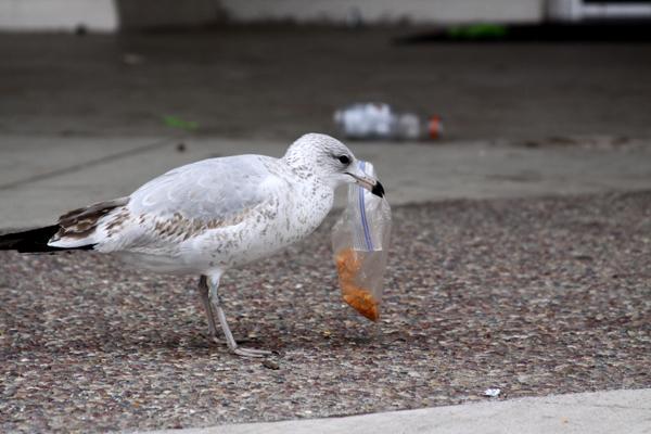 Seagulls are attracted to after lunch trash. (Credit: Jared Cohn 12-6-12)
