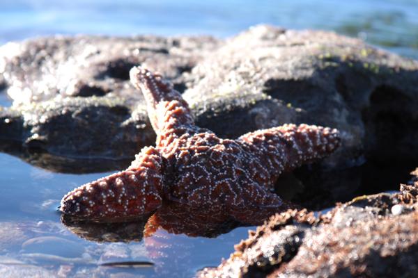 Sea stars were seen everywhere with the tide being so low.