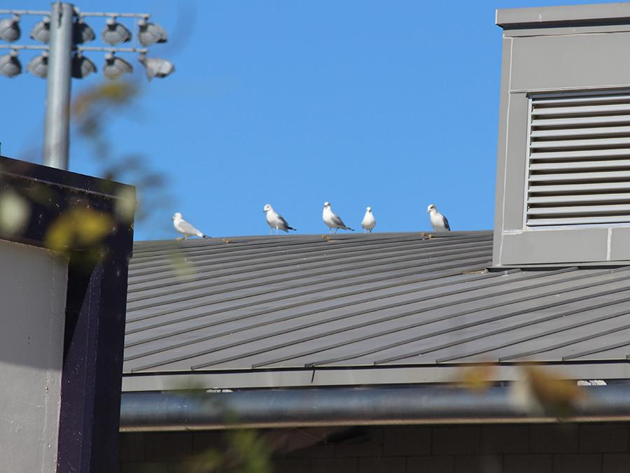 Theyre everywhere, through the leaves, on the roofs and up above. The seagulls are more organized than we thought, planning out attacks well before they strike for our food. 