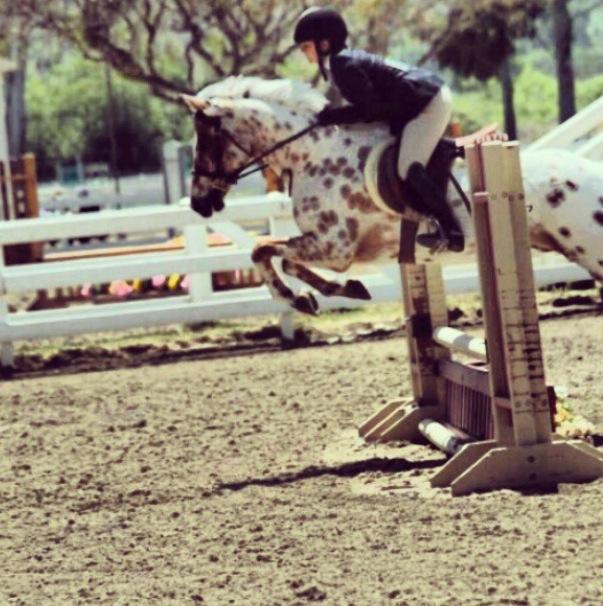 Junior Keeli Sohaei is jumping with her horse. She  spends countless hours throughout the week working with her horse to prefect certain tricks. (photo courtesy of Keeli Sohaei)