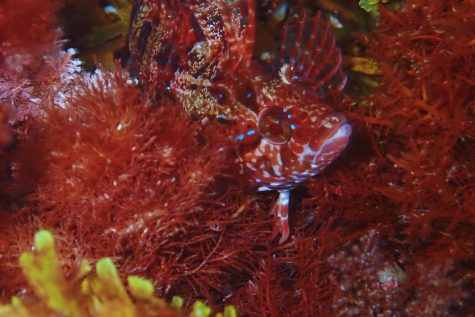 Jordan Bryant captures photographs of marine life at Catalina Island. She has been expanding her porfilio for five years.