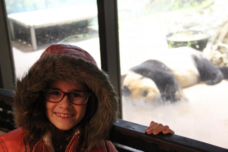 Californian Lily Ryan visits the National Zoological Park. As a panda fan, Ryan was saddened that both the Smithsonian and San Diego (the largest zoo in California) zoos had lost pandas.