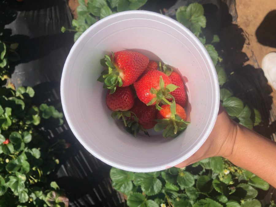 Strawberry+picking+at+the+Carlsbad+Strawberry+Fields.+Photo+by+Maia+Vadun.