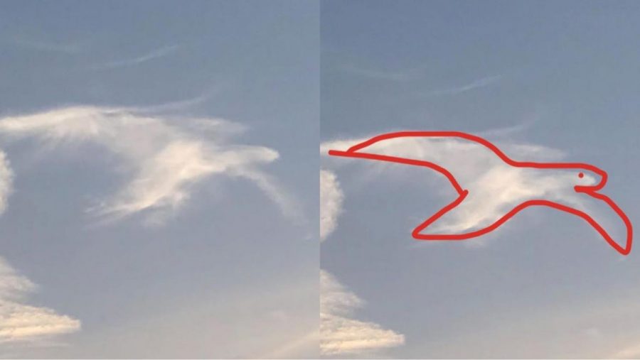 The CHS Cloud Watching Club suggests that a cloud in the sky resembles a bird. 