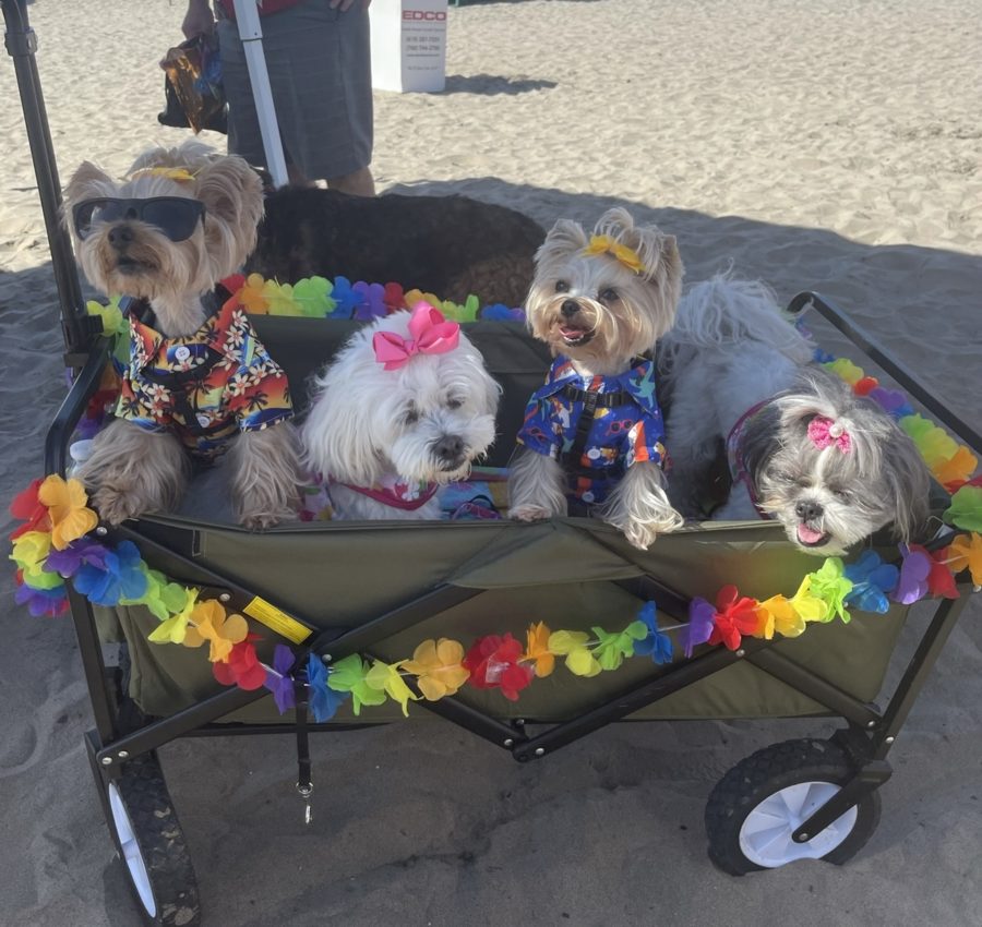 Dogs, Izzy, Layla, Skittle, Bitsy, watch as their fellow furry friends compete in the surf competition.