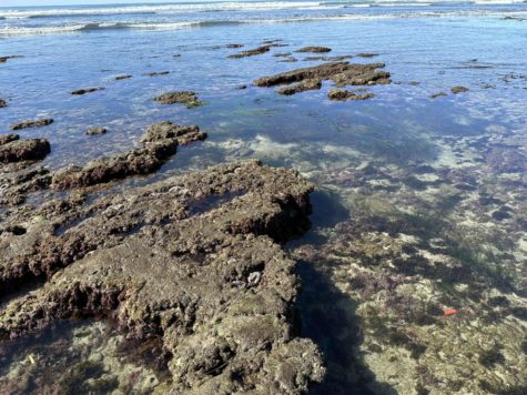 Low winter tides reveal creatures, rocks, shells and wildlife to the public. Usually these features are hidden in deeper water. 