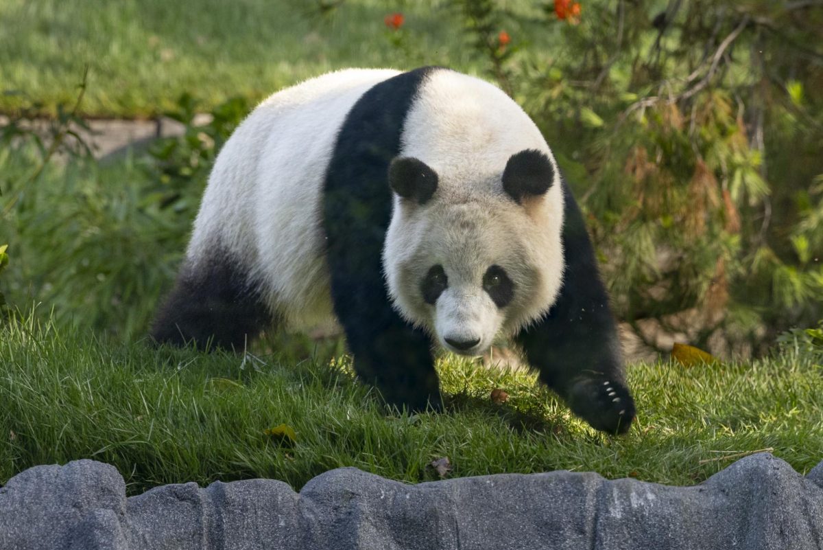 Xin Bao explores his new enclosure after the China Wildlife Organization moved the pandas to the San Diego zoo.
