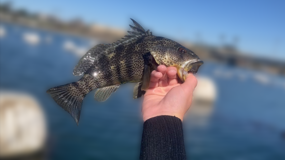 Connor Gamelin poses with spotted bay bass that was caught in local waters.