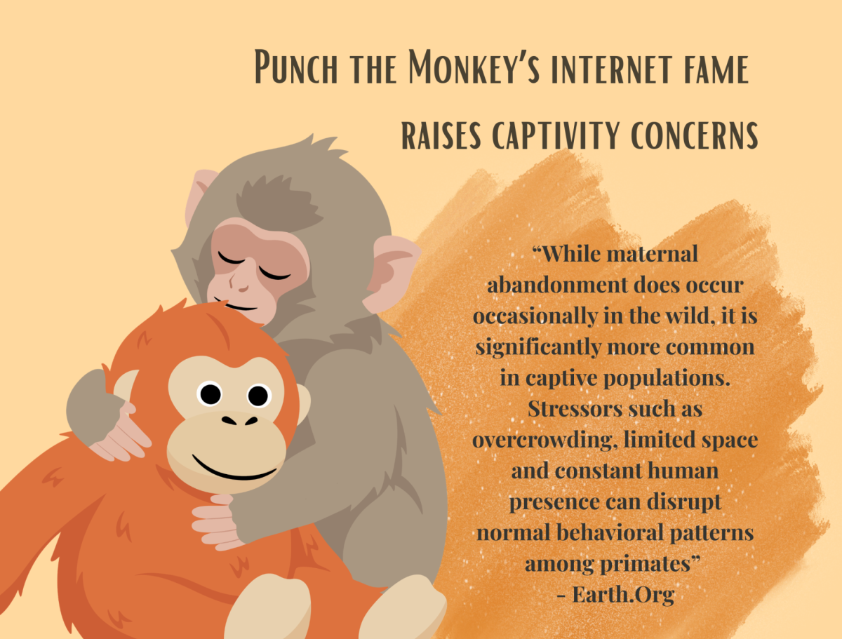 Punch the Monkey’s internet fame raises captivity concerns